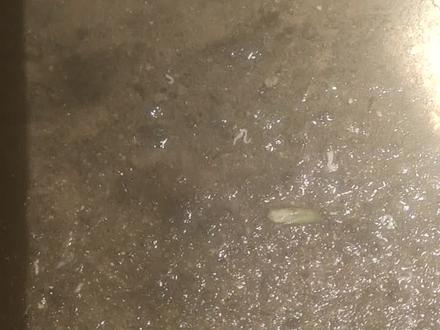 完了!完了!呕吐出裂头蚴虫寄生虫,朋友们不要再吃生鱼片了。