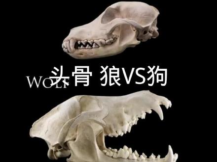 头骨 狼VS狗