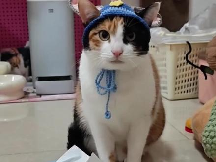 萝卜纸巾猫封神!这哪是猫,是拿捏大师 #萝卜纸巾猫 #大开门 #三花猫 @超级无敌大开门