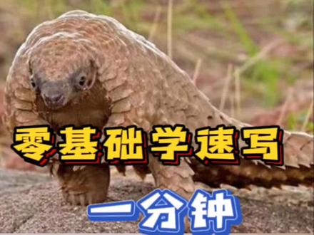 一分钟学会画穿山甲 #零基础学画画 #速写教学 #每日一画 #速写 #一起学画画