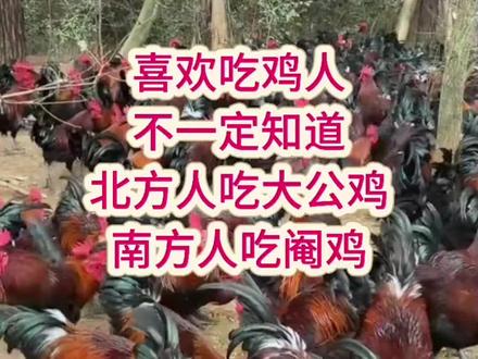 南方人吃阉鸡北方人吃大红冠鸡#林下生态散养鸡 #鸡病预防