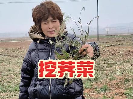 周末回老家挖荠菜,结果全老了,满地开花的荠菜,太可惜了,明年早点去挖荠菜。#挖荠菜包饺子 #春季挖荠菜 #回老家 #回老家的快乐