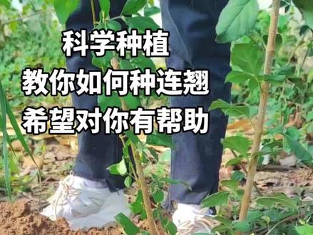 科学种植连翘,分享种植经验。希望对种植的朋友有帮助。高产连翘树苗 #新农人计划2023 #抖音助农 #连翘苗 #助力三农 #连翘树苗 @DOU+小助手