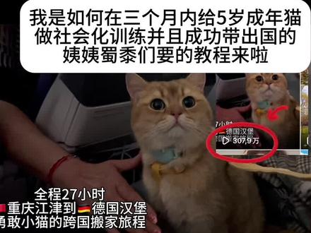 3个月时间对5岁成年猫社会化训练成功!愿所有小动物都能被善待 小猫咪的人生也是旷野呀
#社会化训练 #带猫出门 #带猫旅行 #德国生活 #宠物托运