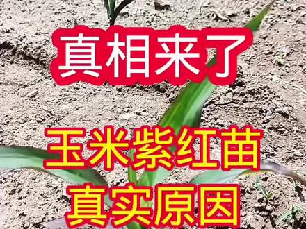 玉米紫红苗出现的原因分析#三农种植问题 #玉米出苗后管理 #玉米紫红苗 #农作物种植问题 #种植问题