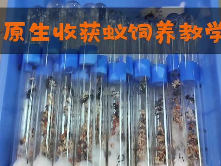 原生收获蚁饲养教学讲解#爬宠日常 #蚂蚁 #昆虫世界 #昆虫记