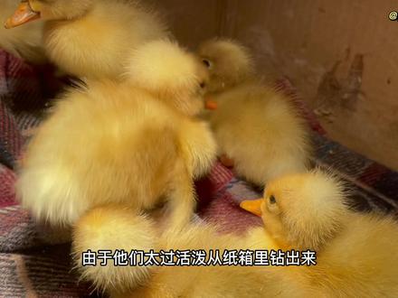 第二次孵化凤头鸭蛋#人工孵化 #凤头鸭 #孵蛋