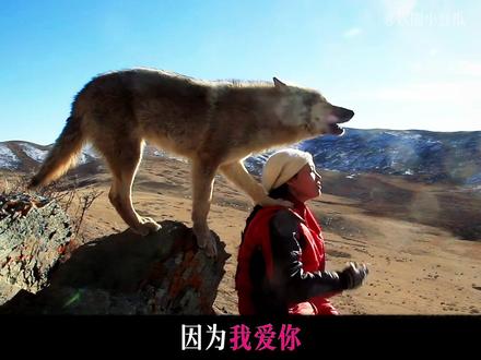 格林爱人类妈妈不仅是因为她爱护我 更是因为她作为人类 能够理解我作为狼 对自由的向往#重返狼群 #格林 #李微漪 #纪录片 #娱乐评论大赏
