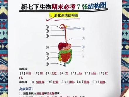 七年级下册生物7大结构图🔥 #七年级#七下生物#初一生物#结构图#初一