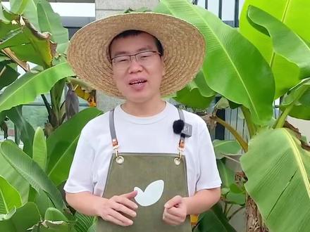 在家播种来试试纸巾催芽法,出芽快,出芽率高!#家庭种植 #种植的乐趣 #催芽技术 #播种季节