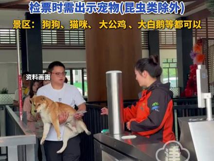 河南洛阳一景区推出免票活动,带一只宠物可免一人门票,检票时需出示宠物(昆虫类除外),鸡鸭鹅兔甚至乌龟都来了!#白云山 #河南 #宠物出道计划
