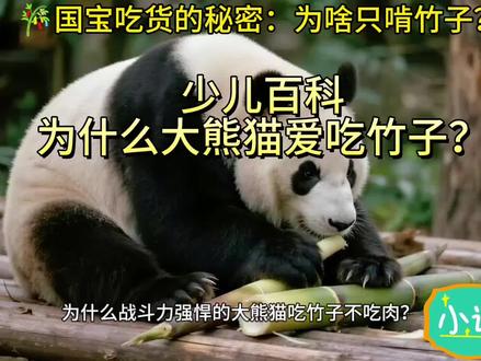 🐼大熊猫每天抱着竹子咔嚓咔嚓,为什么它们不吃肉肉呢?其实呀,这里藏着个超有趣的进化秘密!大约在800万年前,熊猫的祖先可是吃肉的,但为了避开竞争,它们选择了漫山遍野的竹子🎋作为主食。为了成为“竹子专家”,大熊猫演化出了宽大如铡刀的牙齿和能抓握竹竿的“伪拇指”,肠道却依然保留食肉特征,无法高效消化纤维素。
虽然竹子营养不高,但大熊猫自有“省电模式”:每天花超过12小时啃食大量竹子,尤其爱选营养较高的竹笋和竹叶,其余时间尽量休息保存能量💤。有趣的是,它们偶尔也会开个小荤,偷吃蜂蜜或鸟蛋!这一生存策略虽减少竞争,却也让它们的生存与竹林生态紧密相连。#科普一下 #每天跟我涨知识 #大熊猫吃竹子 #大熊猫#少儿百科@DOU+小助手 @DOU+上热门 @抖音小助手 @抖音精选官方账号 @创作灵感小助手