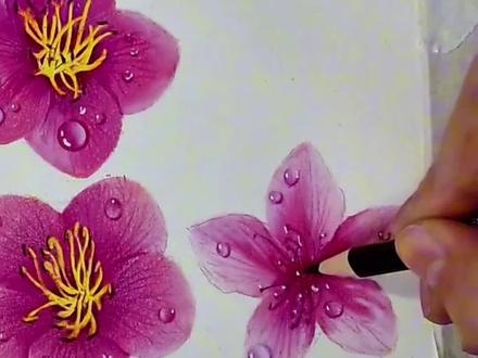 零基础学彩铅,桃花保姆级教程,新手也能画! #零基础绘画教程 #创作者中心 #创作灵感 #跟着抖音学画画 #没点艺术细胞刷不到