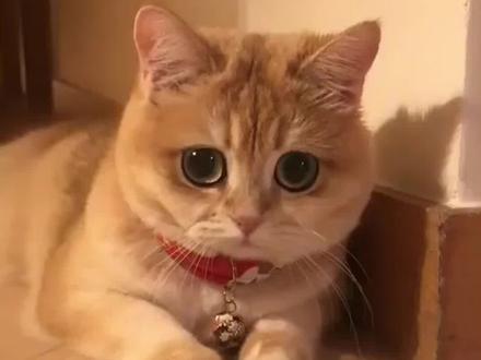 猫咪发出咕噜咕噜的声音 你知道是什么原因吗?
#养猫小百科 #萌宠百科 #萌宠猫咪 #人人都是爱宠分享官 #新手养宠