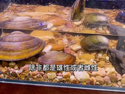 鱼缸放河蚌的好处多,但是也不能乱放。#养鱼日记 #神奇动物在抖音 #玻璃缸中的大自然 #一起享受大自然的美 #原生缸