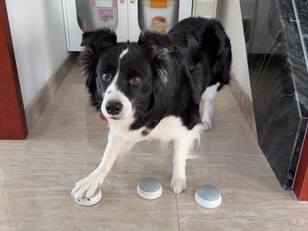 纸巾 萝卜 真棒 #萌宠认物挑战 #萝卜纸巾猫咪模仿挑战 #万物可爱计划 #我和它的365件小事 #边牧西卡