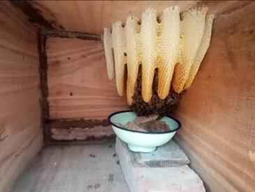 越冬饥饿临死蜜蜂的急救!#农村养蜂人 #中蜂#天然土蜂蜜 #蜜蜂养殖技术