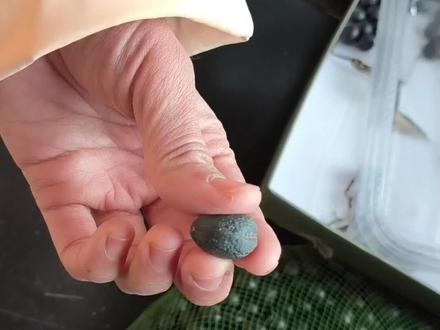 处理蒲葵子啦 #佛眼菩提