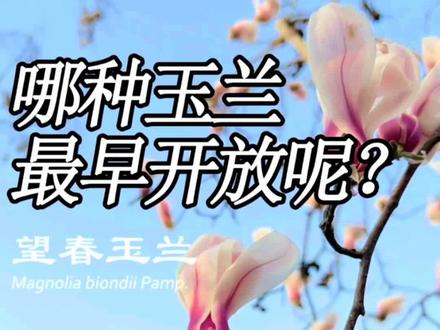 哪种玉兰开花最早呢,就是望春玉兰,这名字就透露出它迫不及待开放的急切感,它还是中药“辛夷”的来源之一,认识下吧
#植物 #植物科普 #玉兰 #玉兰花 #望春玉兰 #景观植物 #庭院植物 #园林植物 #绿植 #花卉绿植 #静看花开花落 #踏春赏花 #身边的风景 #春暖花开奔你而来