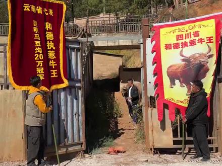 精彩来袭 和德执惹VS小四季 。
#斗牛 #斗牛视频 #斗牛爱好者 #动物的迷惑行为