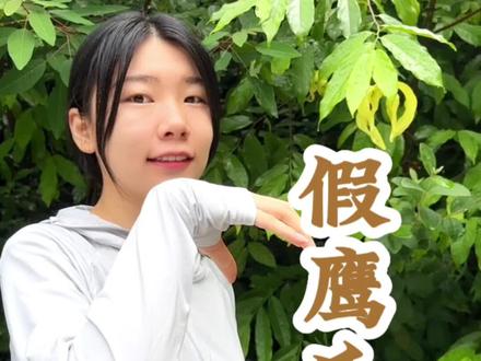 名字中有个“假”字,就不好吗?闻到花香,不见花,长得像叶子一样的花:假鹰爪,养在深闺人未识,它可是中国的依兰香,你见过吗?#一日一植物 #好物分享 @抖音小助手 @DOU+小助手 @抖音广告助手