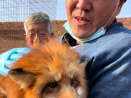 狐狸的性格既像狗也像猫