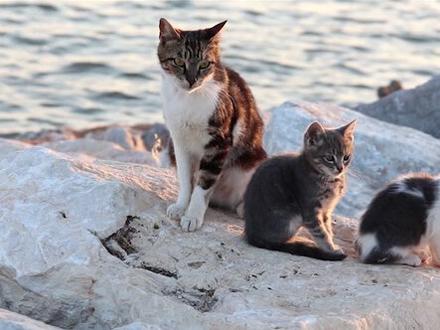 为什么猫妈妈和小猫反目成仇?#猫妈妈与猫宝宝 #云养猫