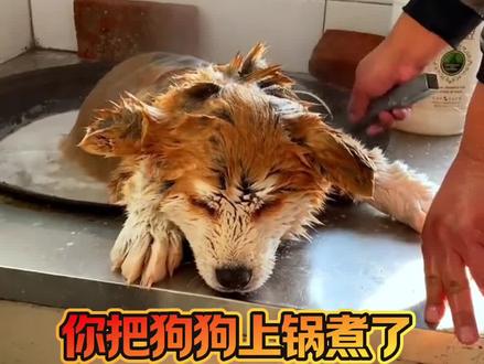 你把狗狗上锅煮了,它也不会告诉你的事#狗狗#养狗经验分享 #科学养宠攻略 #宠物知识