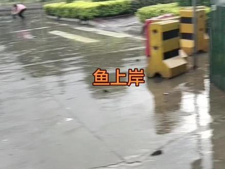 乜情况?广西的鱼会爬山🤣 #平南捡鱼#过山鲫