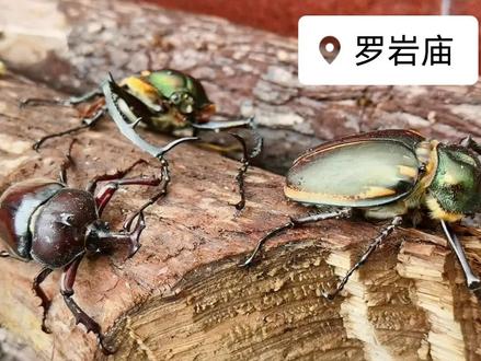 国家二级保护动物,沙县罗岩庙发现!#正在收集三明市博物的球球#三明#沙县 #神奇动物在抖音 #奇妙的动物