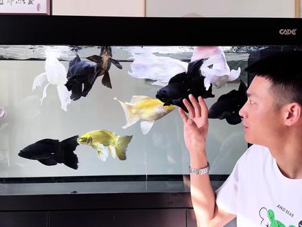 球体蝴蝶鲤需要泡药吗 药泡鱼就像人整容,不需要排斥自己喜欢才重要#蝴蝶鲤 #蝴蝶鲤怎么养 #养鱼小知识 #观赏鱼 #养鱼经验分享