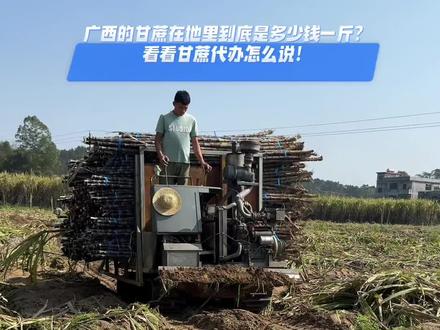 广西甘蔗在地里到底多少钱一斤?看看甘蔗代办怎么说!
