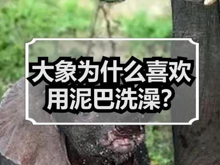 大象为什么喜欢用泥巴洗澡?#热门#科普#涨知识 #冷知识 #大象 #奇妙的动物 @DOU+小助手