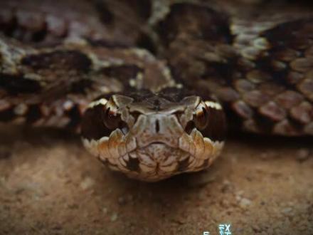 白眉大侠-短尾蝮!#创作灵感#蛇 #保护野生动物 #毒蛇 #科普 @DOU+小助手