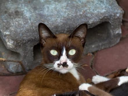 为什么母猫会吃幼崽?惊呆了 #猫咪 #萌宠日常 #猫咪迷惑行为 #萌宠出道计划 #记录猫咪日常