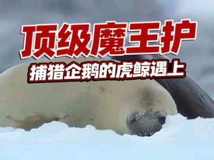 当捕猎企鹅的虎鲸遇上顶级魔王护! #虎鲸 #企鹅 #随笔 #曼波配音 当捕猎企鹅的虎鲸遇上顶级魔王护:你清高!你了不起!留我们一群鲸饿肚子!(纯属虚构,只是小故事。)