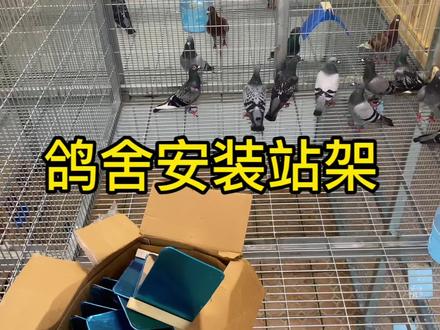 安装给鸽子休息的站架,装完效果还不错 #鸽子 #养鸽人 #宠物知识