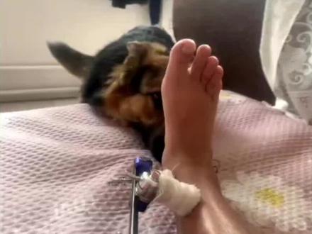 #主人腿伤狗叼金边土元 #德牧 #狗是人类好朋友 自己跑出去抓了只土鳖虫回来给我,它怎么知道土鳖虫对骨折有功效的?