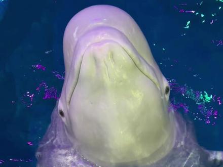 我把海洋霸主请来治治小黑 看它以后还欺不欺负大白了 #白鲸有多聪明 #虎鲸 #虎滩小鱼儿