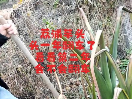 荔浦芋头,北京地区长了7个月,你们觉得这个值多少钱???