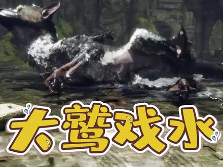 (下)最后的守护者:没想到大鹫竟然会自己洗澡!玩的还很开心