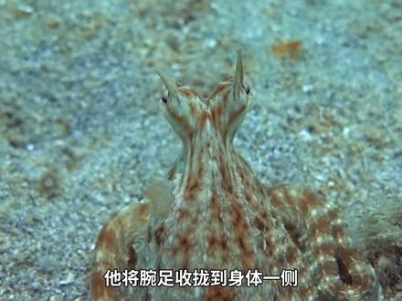 它复制了我,然后救了我 #章鱼间谍 #动物解说 #独白