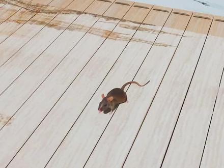 你的生肖是哪个? #十二生肖 #科普 #传统文化 #百young非遗计划 #非遗祈福百景图