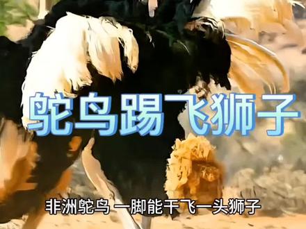 踢得动狮子的腿也未必踢得动爱情 #非洲鸵鸟 #动物世界