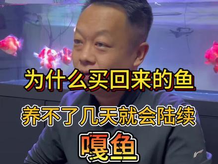 为什么买回来的鱼,养不了几天就会陆续嘎鱼原因就两种!#水族#快乐养鱼 #泰狮金鱼