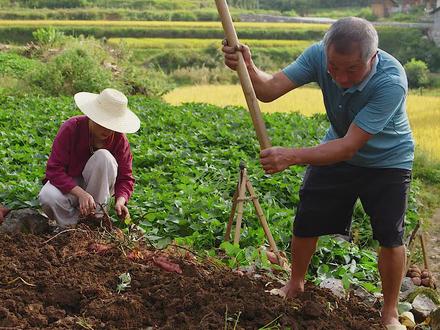 三蒸三晒做出来的红薯干色泽金黄,又甜又有嚼劲,膳食纤维满满#乡村守护人 #红薯干 #家乡的味道