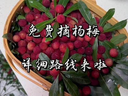 周末快带上兄弟姐妹去打野,眼睛用胶片贴起都要给你们整理出来的详细路线!自取哈 我先睡了🥱#新鲜采摘 #杨梅熟了 #中视频