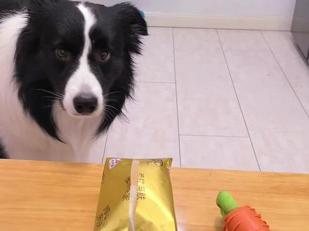 胡萝卜纸巾,蛮蛮儿申请出战 #边牧蛮王 #毛孩子日常记录 #精神小狗🐶 #萝卜纸巾 #真棒