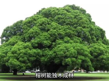 #热门 为什么榕树能独木成林?
