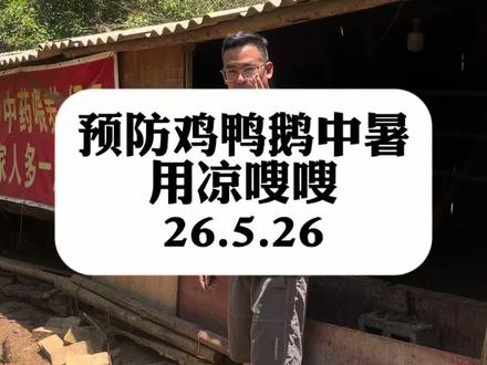 避免鸡鸭鹅中暑,就用凉嗖嗖#预防鸭病 #热应激